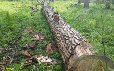 Спил и вырубка деревьев, корчевание пней - Омск, цены, предложения специалистов