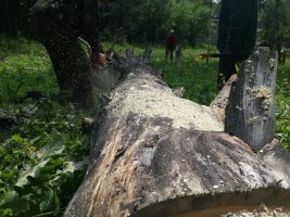 Спил и вырубка деревьев, корчевание пней стоимость услуг и где заказать - Омск